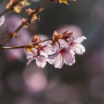 NBA篮球赛事高清直播平台:畅享精彩对决 sl7rqn